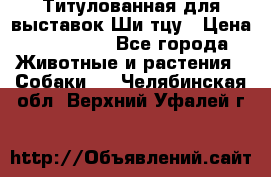 Титулованная для выставок Ши-тцу › Цена ­ 100 000 - Все города Животные и растения » Собаки   . Челябинская обл.,Верхний Уфалей г.